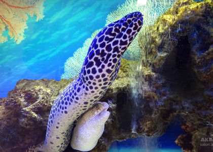Гимнотораксы - леопардовый и звёздчатый в морском аквариуме