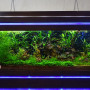 Пресноводный растительный аквариум Аква Лого объемом 500 литров в стиле Экватор