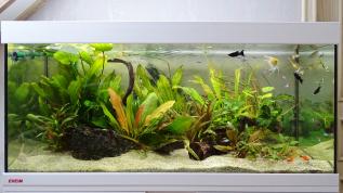 Пресноводное оформление с живыми растениями в аквариуме Eheim Vivaline объемом 180 литров