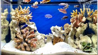 Пресноводное оформление "Псевдоморе" в аквариуме Aquael Glossy объемом 125 литров