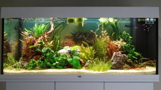 Пресноводное оформление с живыми растениями в аквариуме Juwel RIO 240 литров