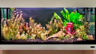 Пресноводное оформление с живыми растениями "Чисто английское убийство" в аквариуме 240 литров