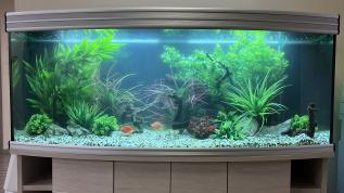Пресноводный аквариум с цихлидами и искусственными растениями