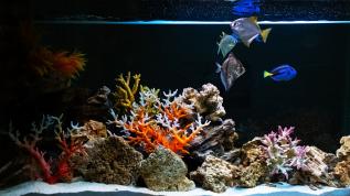Морское оформление "рыбное море" в аквариуме-перегородке