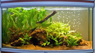 Пресноводное оформление с живыми растениями в дуговом аквариуме