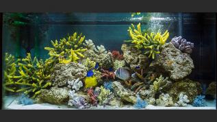 Морское оформление "рыбное море" в аквариуме объемом 350 литров