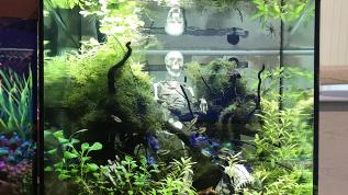 Пресноводное оформление с живыми растениями в аквариуме Eheim Vivaline 150