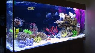 Морской аквариум Juwel Rio 240 с крылатками в салоне