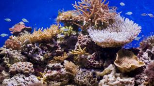 Рифовое оформление с жесткими кораллами