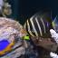 morskoj-akvarium-peregorodka-obemom-640-litrov-5.jpg