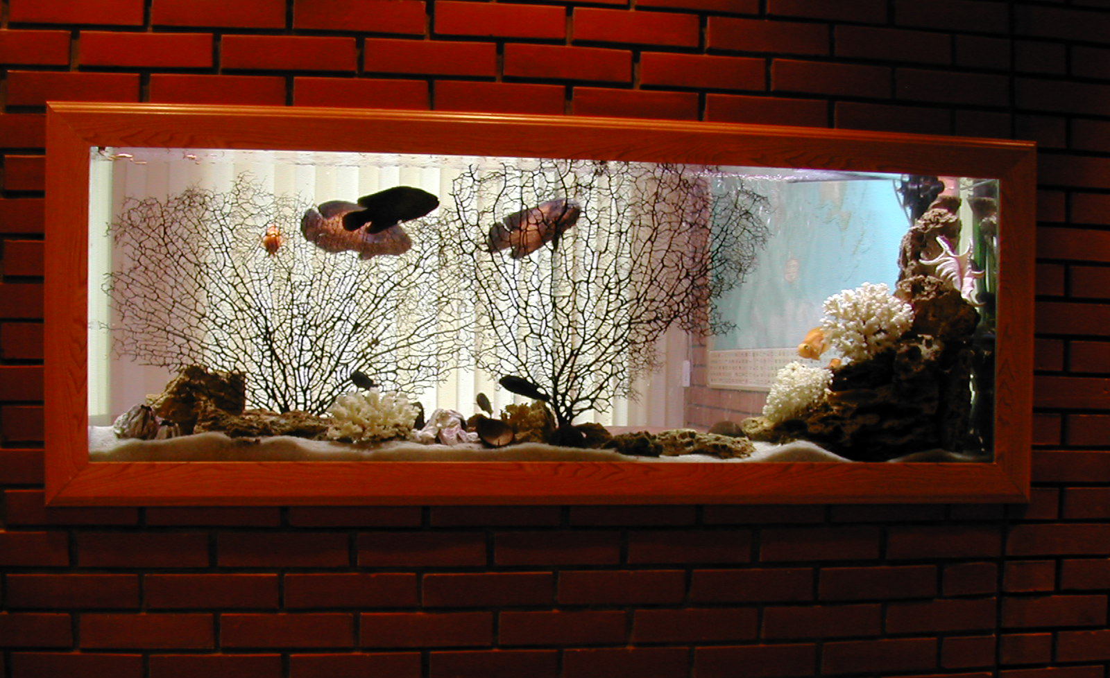 Пресноводное оформление 