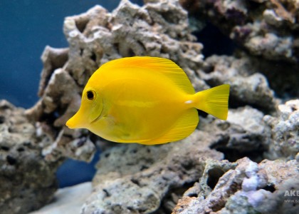 Желтая зебрасома в морском аквариуме