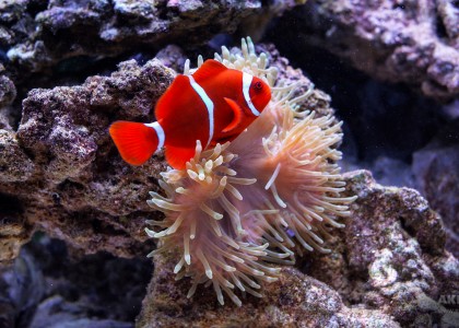 Клоун премнас и краснотелая актиния в морском рифовом аквариуме