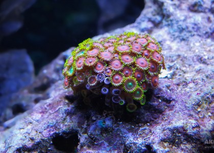 Кораллы палитоя в морском аквариуме