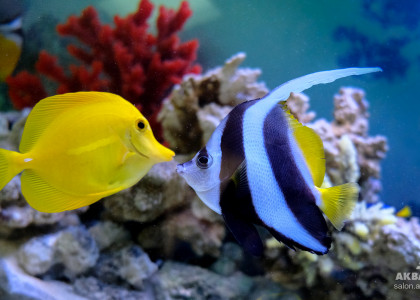 Морской аквариум с желтой зебрасомой и вымпельной бабочкой