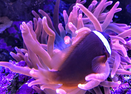 Клоун и актиния в рифовом аквариуме