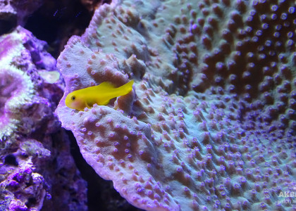 Гобиодон окинавский в рифовом аквариуме