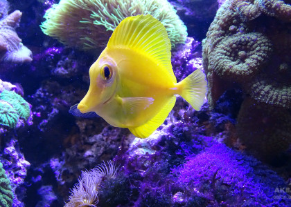 Желтая парусная зебрасома в морском аквариуме
