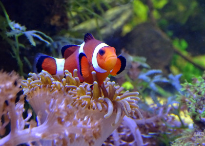 Клоун оцеллярис трёхленточный в рифовом аквариуме