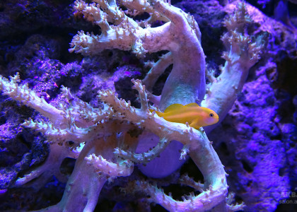Окинавский гобиодон в морском рифовом аквариуме