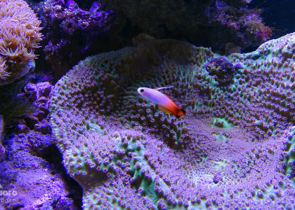 Nemateleotris magnifica в морском рифовом аквариуме