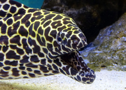Леопардовый гимноторакс к морском аквариуме