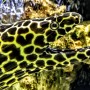 Гимноторакс леопардовый в морском аквариуме Аква Лого