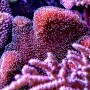 Кораллы угловом рифовом аквариуме
