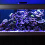 Морской рифовый аквариум объемом 840 литров