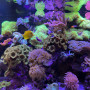 Морское рифовое оформление аквариума в салоне Аква Лого