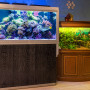 Морской риф и пресноводный аквариум с живыми растениями Аква Лого