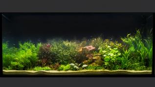 Пресноводное оформление с живыми растениями в стиле "Голландия"