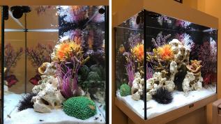 Пресноводное оформление "Псевдоморе" в аквариуме объемом 120 литров