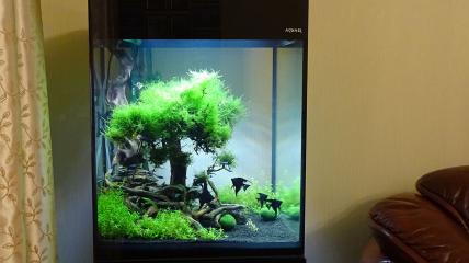 Оформление в стиле "бонсай" в аквариуме Aquael Glossy Cube 50