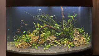 Яркий растительный аквариум объемом 180 литров
