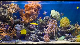 Морское оформление «Риф с жесткими кораллами»