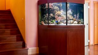 Шестигранный аквариум с рифовым оформлением