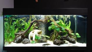 Оформление с живыми растениями и героями "Игры престолов" в аквариуме JUWEL объемом 180 литров