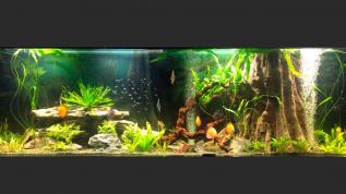 Пресноводный аквариум с растениями и встроенной декорацией