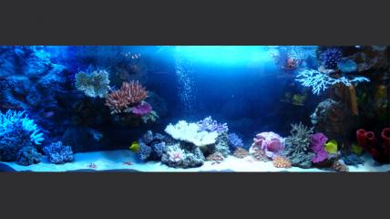 Морской аквариум объемом 900 литров