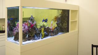 Морской аквариум-перегородка "на просвет"