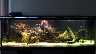 Пресноводный аквариум с цихлазомами северум нотатус и кольчужными сомами в офисе ОК "АКВА ЛОГО"