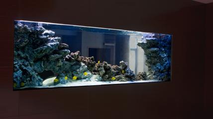 Морское оформление "Рыбное море" аквариум на просвет. Декорация Скала. Архив. 2009 год.