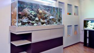 Рифовый аквариум для Умного дома