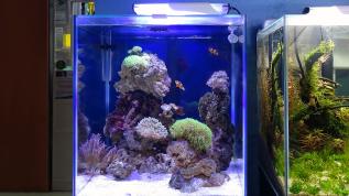 Морской аквариум – нанориф в демонстрационном зале салона