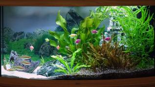 Пресноводное оформление с живыми растениями в аквариуме Juwel Vision 180