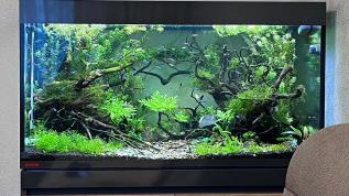 Пресноводное оформление с живыми растениями в аквариуме Eheim Incpiria 330