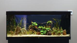 Пресноводное оформление с живыми растениями в прямоугольном аквариуме Juwel объемом 450 литров