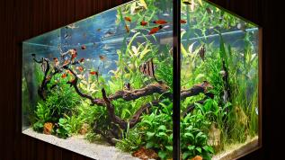 Растительный аквариум, встроенный в стену и просматриваемый с двух сторон