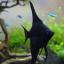 Bonsai v akvariume_Mihail Peshkov_4.jpg